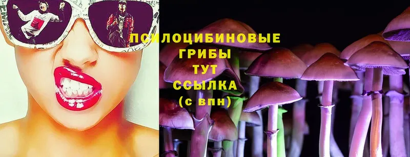 Псилоцибиновые грибы Psilocybine cubensis  Волгореченск 